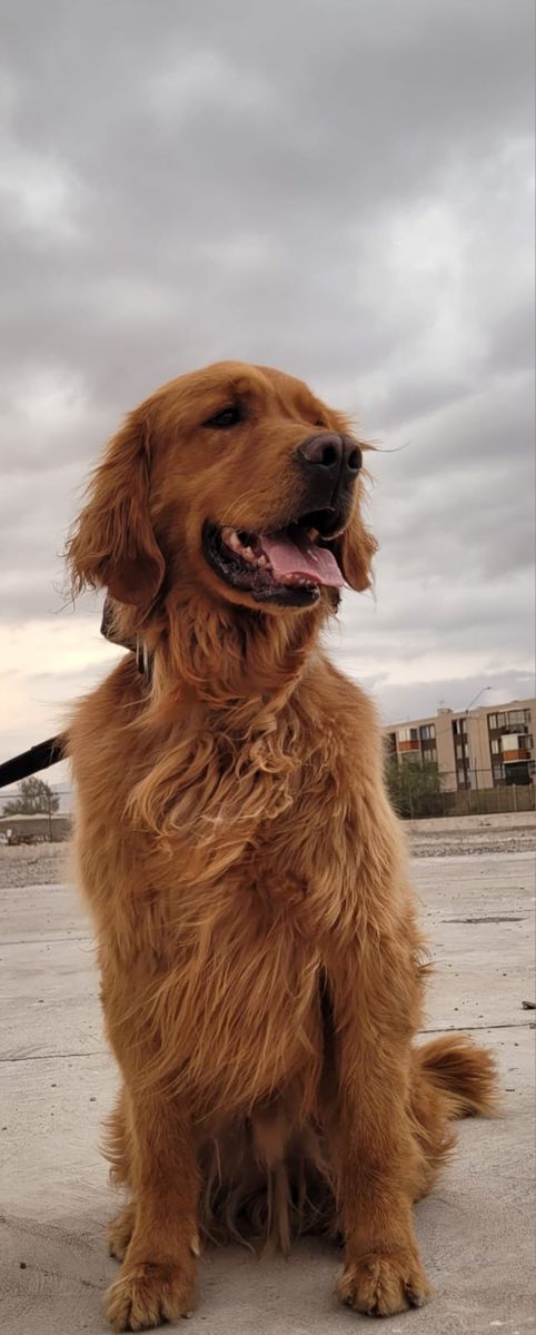Douglas - Unidad Canina Tercera Compañía