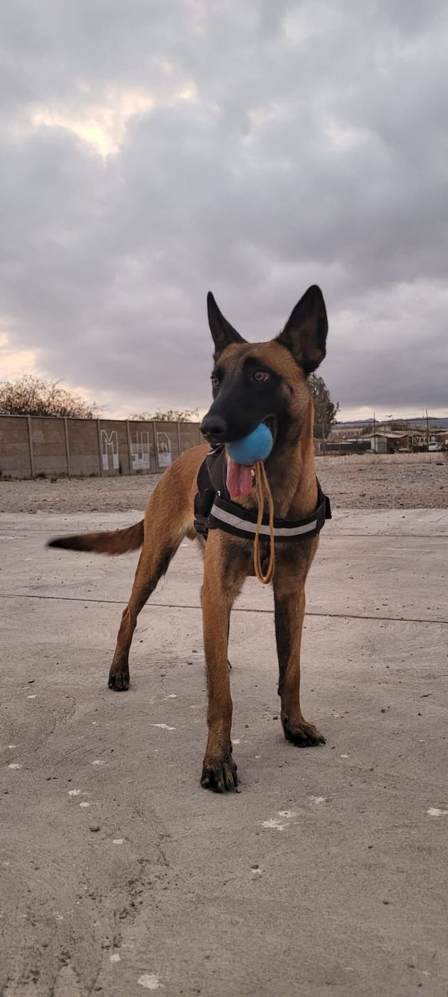 Kevlar - Unidad Canina Tercera Compañía
